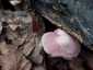 Rózsás kígyógomba (Mycena rosea), Somogy